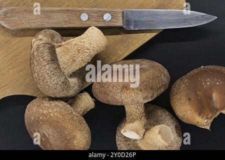 Frische Shiitake-Pilze und hölzernes Schneidebrett mit Messer darauf auf schwarzem Hintergrund Stockfoto