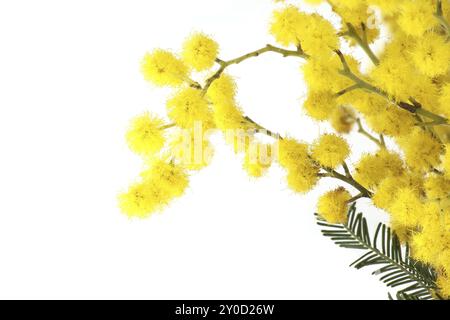 Mimosa-Blumenstrauß, gelbe flauschige Kugeln und Blätter in Nahaufnahme auf weißem Hintergrund. Akazie dealbata (Silberschlag) Stockfoto