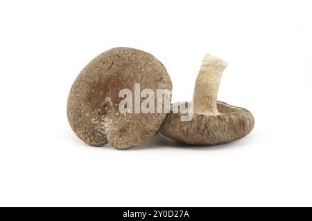 Frische Shiitake-Pilze, isoliert auf weißem Hintergrund. Lentinula edodes, Heilkräuter und Pilze Stockfoto