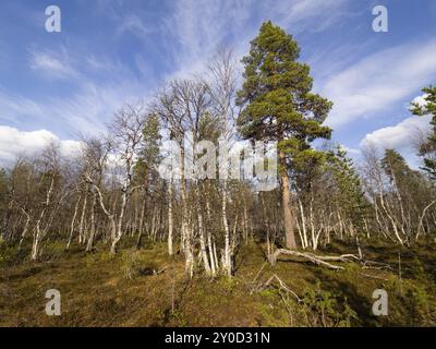 Heide- und Mischbirke (Betula pubescens) und Kiefer (Pinus sylvestris), Pokka, Mai, Finnisch-Lappland Stockfoto