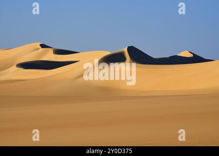 Weiche, geschwungene Sanddünen werfen tiefe Schatten in die goldene Wüstenlandschaft unter einem klaren blauen Himmel, Matruh, großes Sandmeer, libysche Wüste, Sahara, Ägypten, Stockfoto