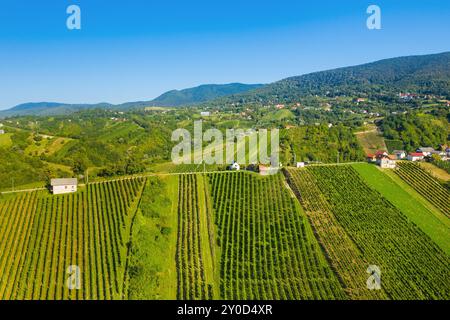 Blick auf die Weinberge auf den Hügeln in Plesivica in Kroatien Stockfoto