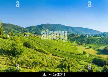 Blick auf die Weinberge auf den Hügeln in Plesivica in Kroatien Stockfoto