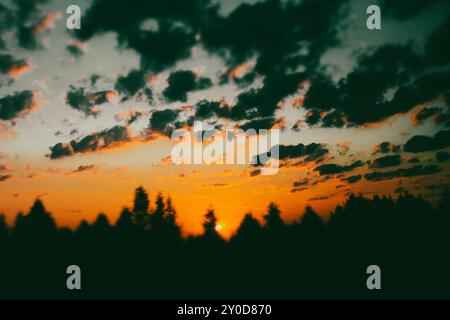 Die Gipfel der Kiefern vor einem orange blauen Sonnenunterganghimmel mit Wolken im Sonnenlicht. Kontrastierender abstrakter natürlicher Hintergrund. Die Sonne geht unter. Stockfoto