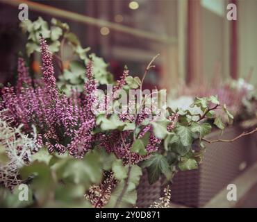 Rosa und lila Heidekraut und Efeu in dekorativer Blumentopf im freien Stockfoto