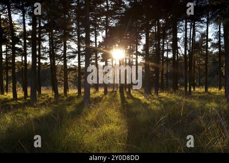 Helle Sonnenstrahlen durch Kiefern im Wald Stockfoto