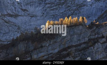 Goldene Lärchen im Herbst, steile Klippen Stockfoto