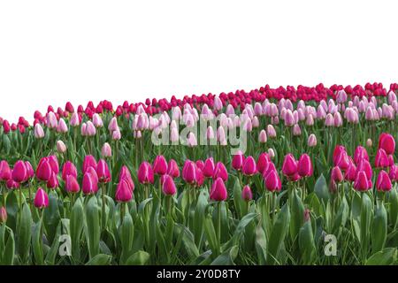 Frühlingskoloful Tulpenzwiebelfeld isoliert auf weißem Hintergrund Stockfoto