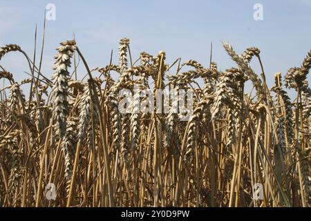 Weizenfeld vor blauem Himmel Stockfoto