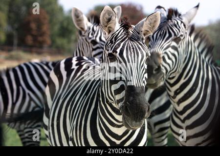 Gruppe von Zebras, die zusammen in ihrem natürlichen Lebensraum stehen Stockfoto