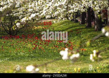 Rote Tulpen und weiße Kirschblüten Stockfoto