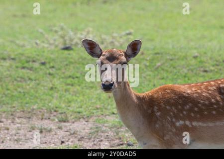 Junge Damhirsche mit kleinen Geweihen stehen an einem sonnigen Sommertag auf einer Wiese Stockfoto