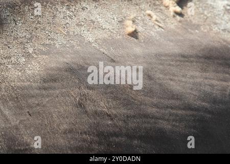 Nahansicht des Tierfells mit Fell- und Texturdetails Stockfoto