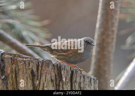 Dunnock (Prunella modularis), Sachsen, Oberlausitz Deutschland, Dunnock in Sachsen Stockfoto