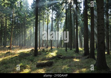 Sonnenstrahlen im Nadelwald, im Frühling. Sonnenstrahlen im Nadelwald Stockfoto