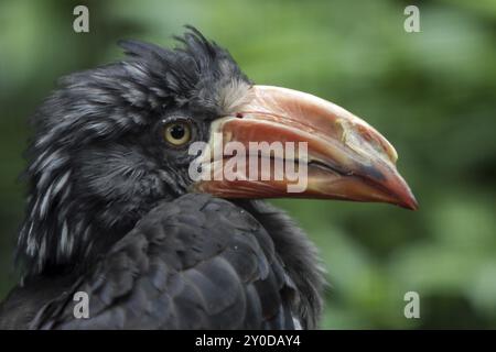 Kronenhornschnabel Stockfoto