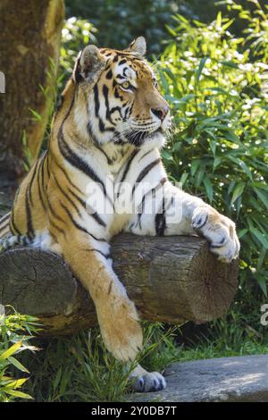 Sibirischer Tiger (Anthera tigris altaica) Stockfoto