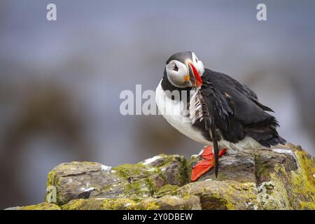 Puffin (Fratercula arctica) pflegt seine Federn Stockfoto