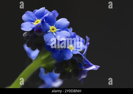 Vergisst mich nicht, Nahaufnahme, abgeschnitten Stockfoto