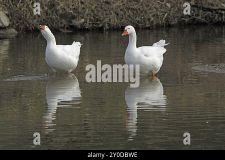 Zwei Hausgänse im Wasser Stockfoto