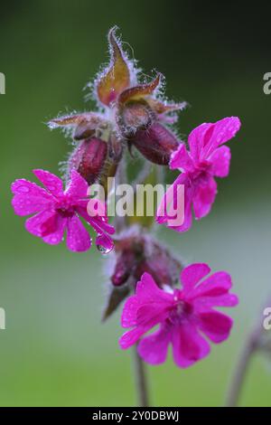 Red campion im Regen, Silene Dioica im Regen Stockfoto