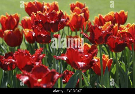 Nahaufnahme eines schönen roten Tulpen Stockfoto