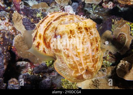 Dieser Breitclub-Tintenfisch, Sepia latimanus, wurde nachts auf einem Riff vor der Insel Guam, Mikronesien, Marianen und Pazifik fotografiert. Stockfoto