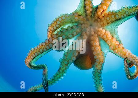 Der Tagesoktopus, Octopus cyanea, ist auch als der große blaue Oktopus bekannt. Es kommt sowohl im Pazifik als auch im Indischen Ozean vor, von Hawaii bis zum östlichen CO Stockfoto