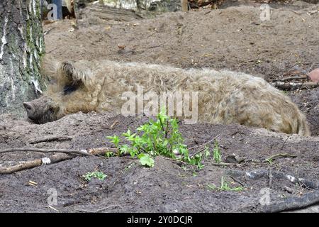 Mangalica in einem schlammigen Pool. Mangalica Wollschwein in einem Schlammbecken Stockfoto