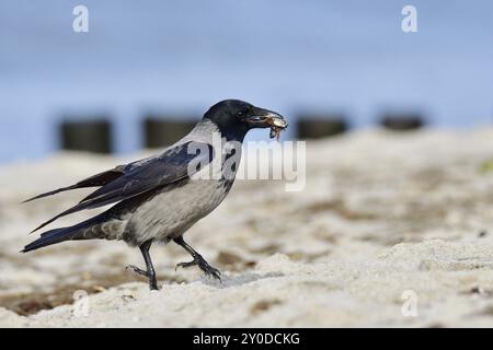 Aaskrähe auf der Suche nach Nahrung Stockfoto