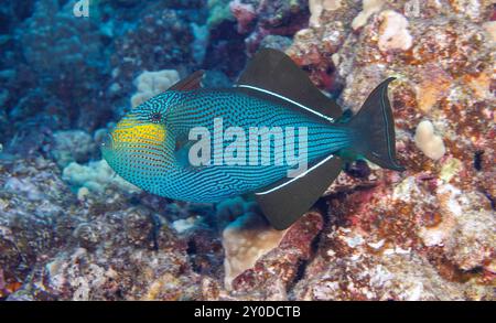 Schwarze Drückerfische, Melichthys niger, werden oft in großen Schulen über Riffgebieten gefunden. Sie sind auch bekannt als schwarzer Durgon auf Hawaii. Diese Person ist Stockfoto