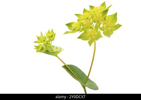 Rundblättriges Hasenohr (Bupleurum rotundifolium) Stockfoto