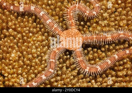 Ein spröder Stern auf Hartkorallen, Ophiothrix sp., Yap, Föderierte Staaten von Mikronesien. Stockfoto