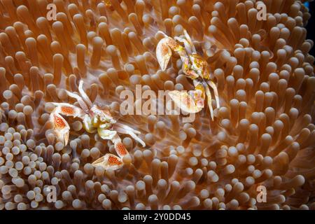 Männliche und weibliche Porzellankrabben, Neopetrolisthes maculatus, sind kommensal in Meeresanemonen vor der Insel Yap in den Föderierten Staaten Mikronesien Stockfoto