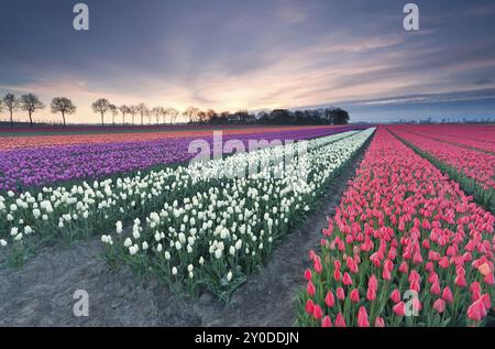 Sonnenaufgang über farbenfrohem Tulpenfeld, Flevoland, Niederlande Stockfoto