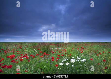 Feld mit Mohn- und Gänseblümchen unter bewölktem Himmel Stockfoto