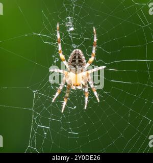 Europäische Gartenspinne - Araneus diadematus - auf seinem Netz mit grünem Hintergrund Stockfoto