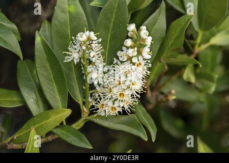 Makroaufnahme einer Blume des Kirschlauchs Laurocerasus mit Knospen und Blättern Stockfoto