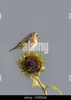 Goldfinch sitzt auf einer alten Sonnenblume mit Samen zwischen blühenden Sonnenblumen vor grauem Hintergrund Stockfoto