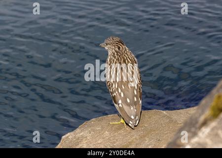 Juveniler Schwarzgekrönter Nachtreiher (Nycticorax nycticorax) auf der Jagd Stockfoto