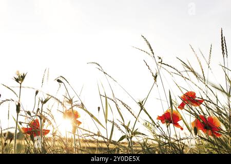 Landwirtschaftskonzept mit goldenen Weizenfeldern Panoramafotografie. Ähren aus gelbem Weizen. Idee einer reichen Ernte. Platz der untergehenden Sonne kopieren r Stockfoto