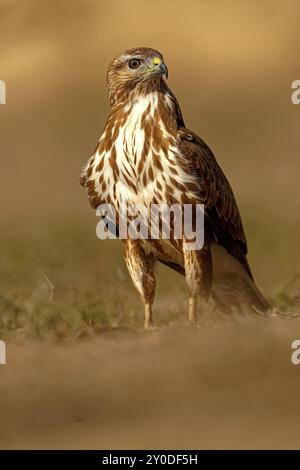 Steppenbussard (Buteo buteo), Porträt, Katalonien, Pyrenäen, Spanien, Europa Stockfoto