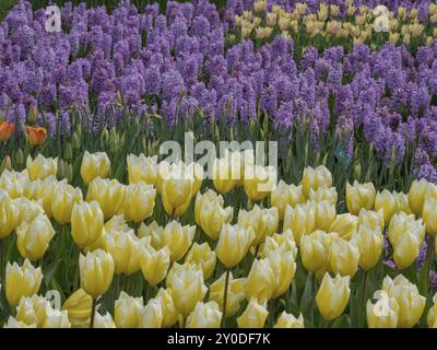 Gelbe Tulpen und lila Hyazinthen blühen in einem Blumenbeet, Amsterdam, Niederlande Stockfoto