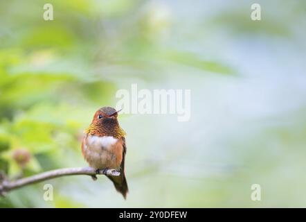 Ein männlicher Kolibri der Gattung Red-back Cinnamon Fairy, der auf einem Ast sitzt Stockfoto