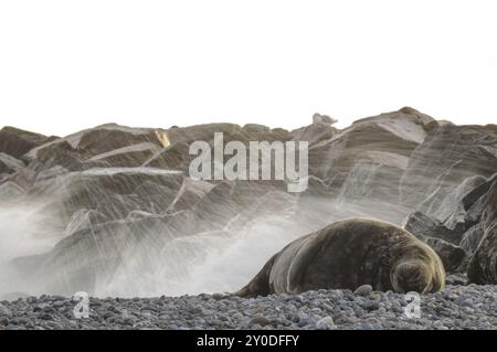 Ein grauer Robbenbulle schläft am Kiesstrand der Düne Helgoland Stockfoto