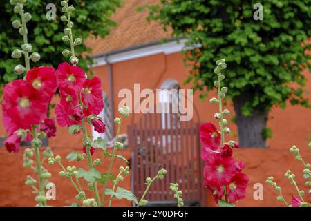 Rote Blumen im Vordergrund vor einer orange-roten Kirche und einem Holztor, svaneke, bornholm, ostsee, dänemark, skandinavien Stockfoto