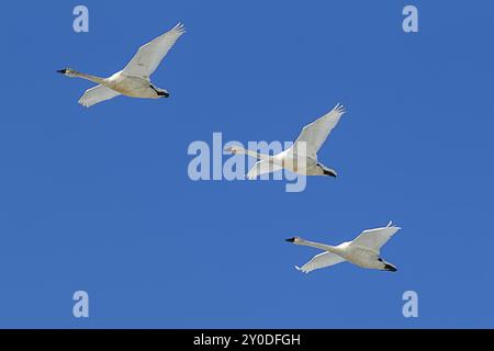 Drei Tundraschwäne fliegen am hellblauen Himmel in Nord-Idaho hoch Stockfoto