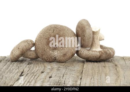 Shiitake-Pilze auf einer rustikalen Holzoberfläche auf weißem Hintergrund. Lentinula edodes, Heilkräuter und Pilze Stockfoto