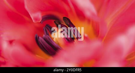 Ein Blick in eine Tulpenblume Stockfoto