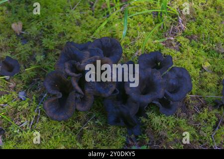 Eine Gruppe von Speisepilzen Craterellus cornucopioides (Horn des Plusses, schwarze Pfifferlinge, schwarze Trompete oder Trompete der Toten) in grünem Moos Stockfoto